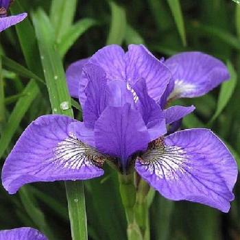 Ирис Iris sibirica ‘Baby Sister’